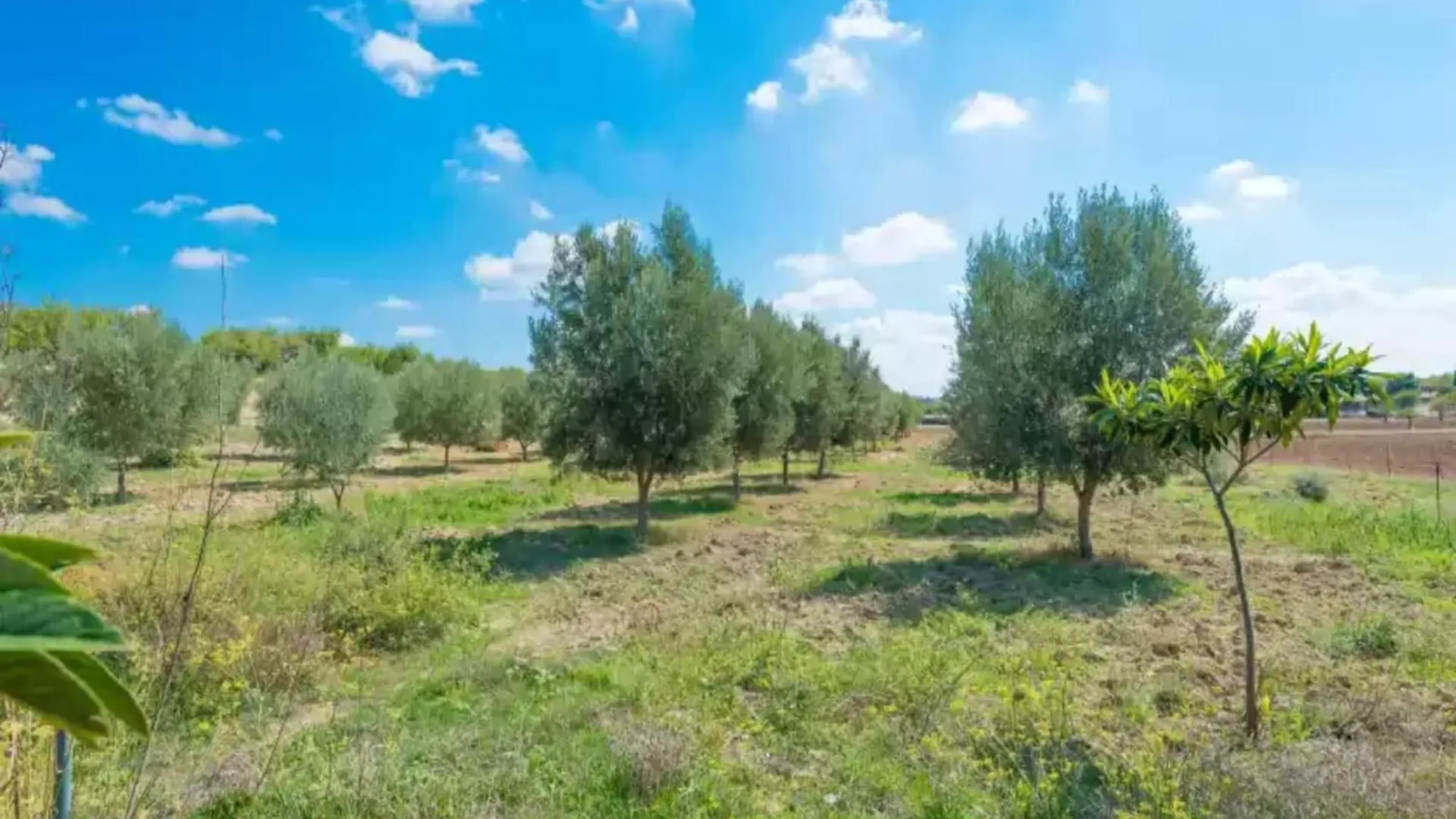 Villa With Children Friendly Lawn Area Inca  Inca (Mallorca)